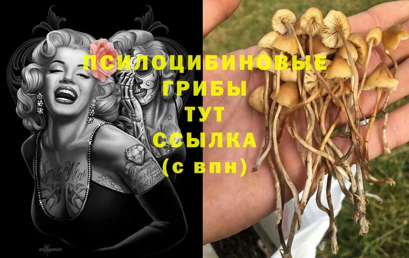 Галлюциногенные грибы Psilocybine cubensis  Новочебоксарск 